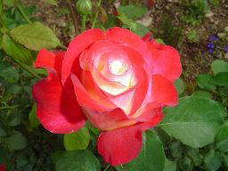 Rose Double Delight